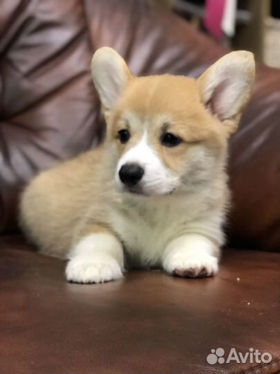 Парень Вельш Корги Пемброк