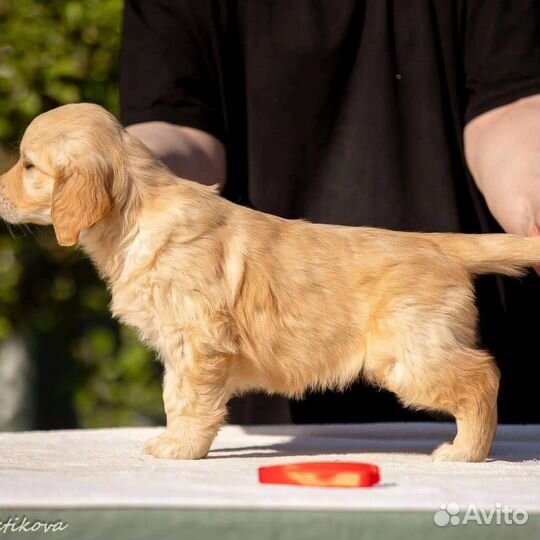 Золотистый ретривер