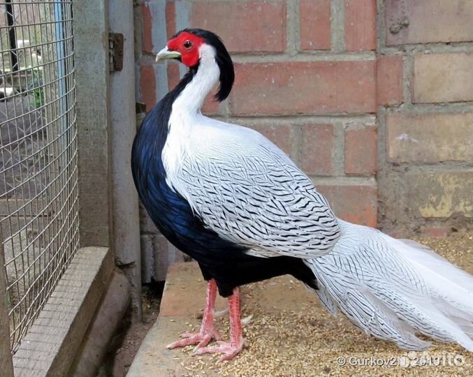 Инкубационное яйцо фазан серебряный и золотой