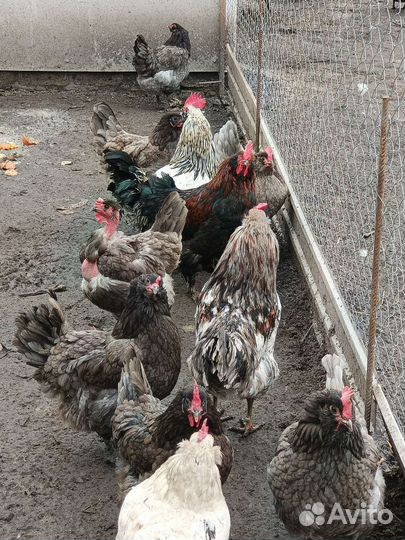 Цыплята суточные, куры несушки