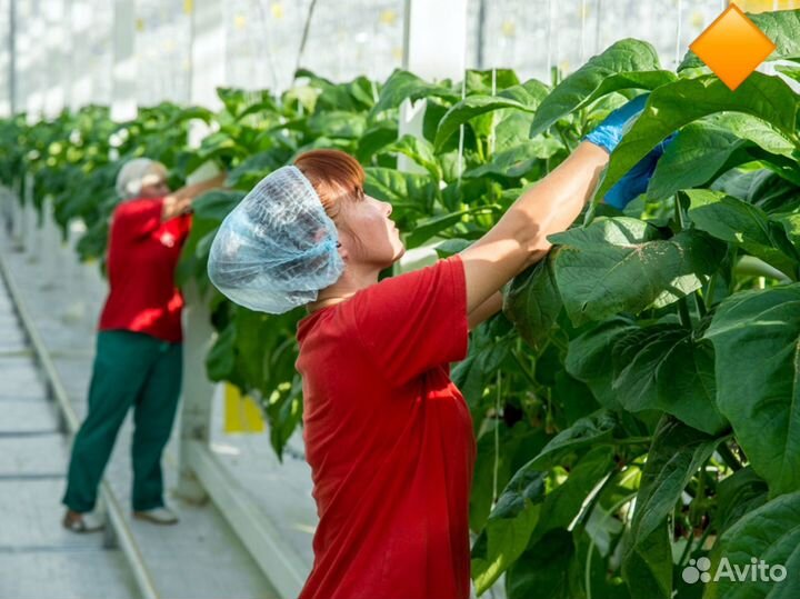 Упаковщики фасовщики овощей вахта с жильем