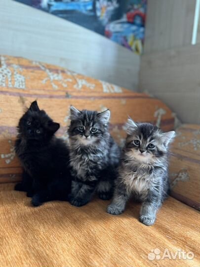 Котята 2 месяца