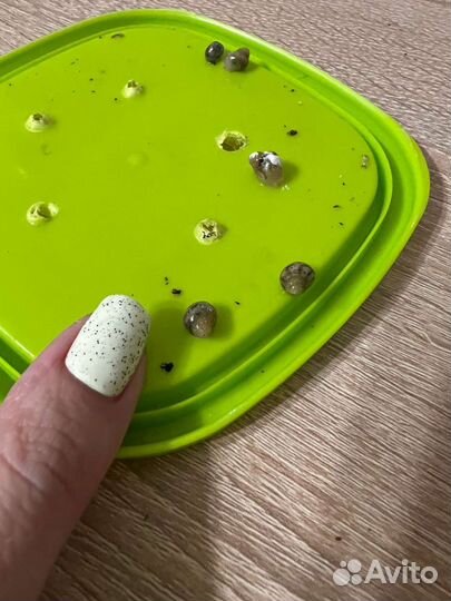 Улитки ахатины большие