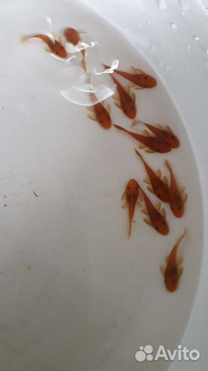 Анциструс, Супер Ред, 3 -х месячные