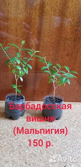 Барбадосская вишня