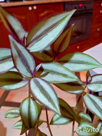 Традесканция зебрина