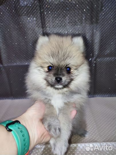 Шпиц девочка