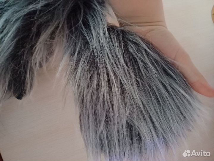 Фурсьют зубастика