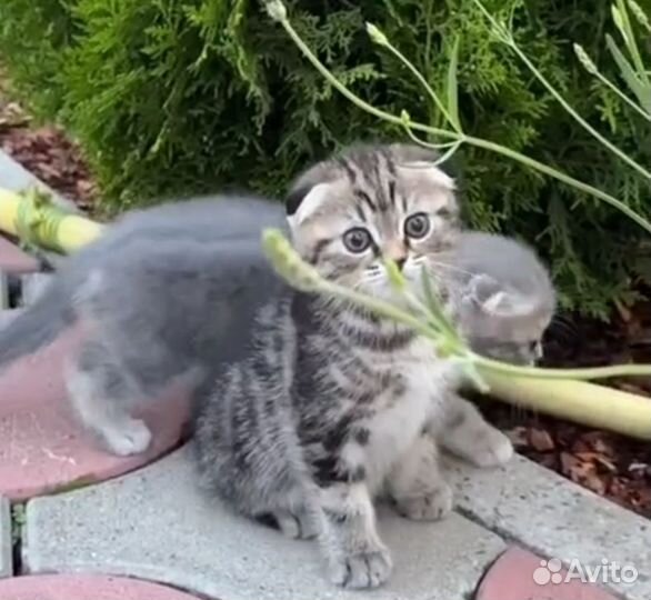 Шотландские котята