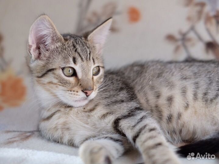 Котёнок мальчик