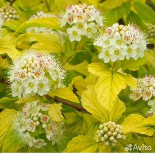 Пузыреплодник