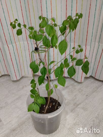 Бугенвиллия взрослая