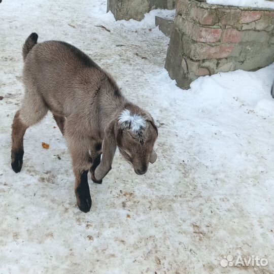 Домашние животные козы