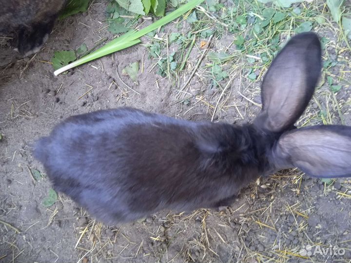 Крольчата фландр
