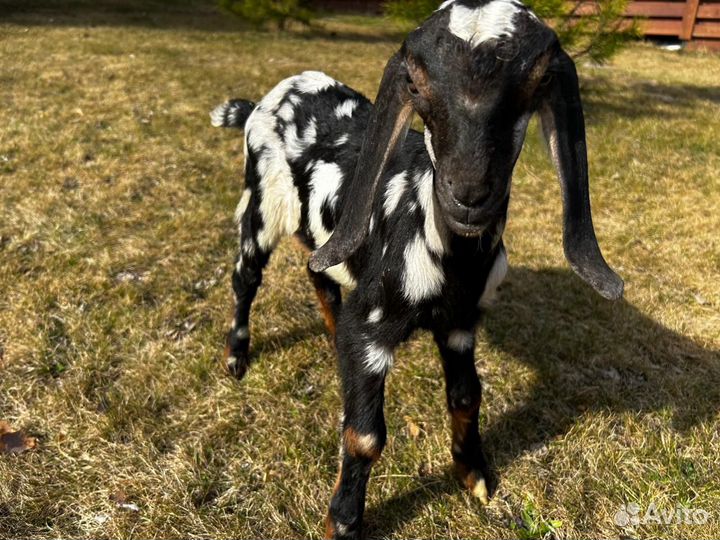 Нубийские козы козлы козлята