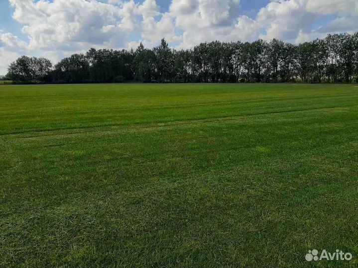 Укладка и продажа газона