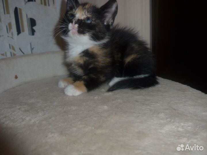 Ищу дом для котенка