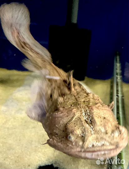 Сом-лягушкорот