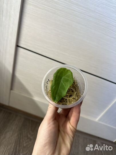 Алоказии разные