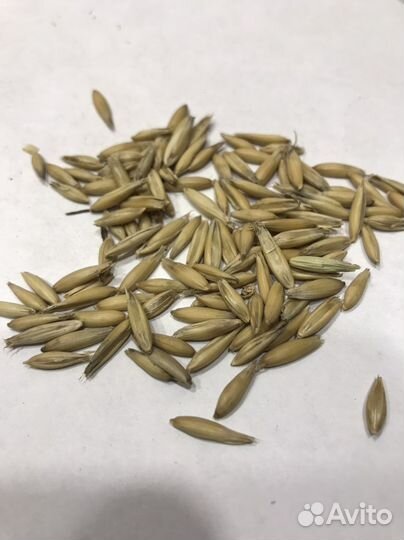 Корм для грызунов хомяков дегу шиншилл крыс