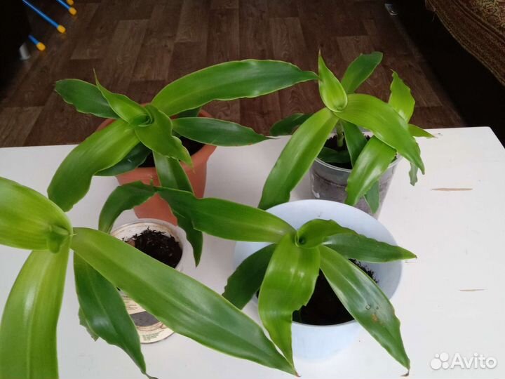 Растение золотой ус