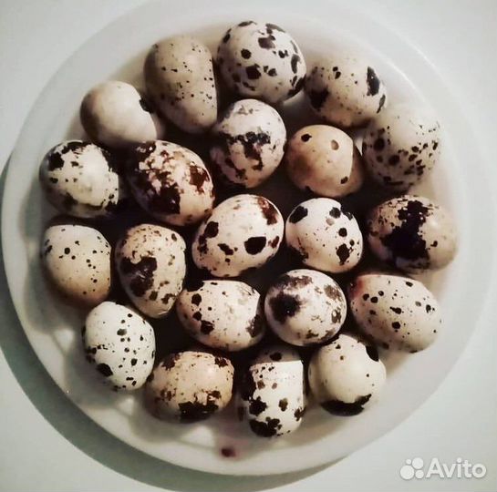 Инкубатор блиц 48