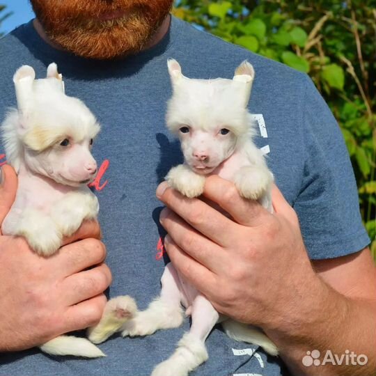 Сказочно красивые щенки 1,5 мес