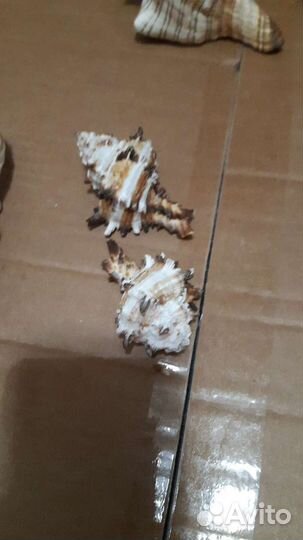 Набор ракушек.Раковина морская, ракушки с шумом мо