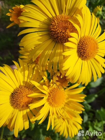 Аконит цветок