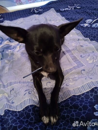 Щенок породистый той - терьер