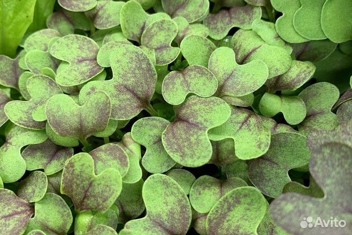 Семена для микрозелени