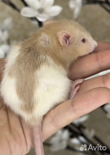 Крысы дамбо девочки и мальчики. Крысята Дамбо