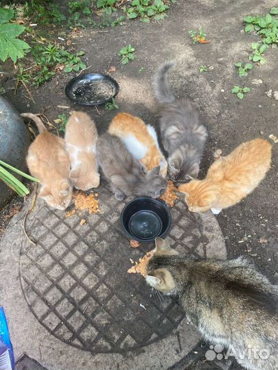 Котята ищут приют
