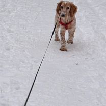 Русский охотничий спаниель, щенок