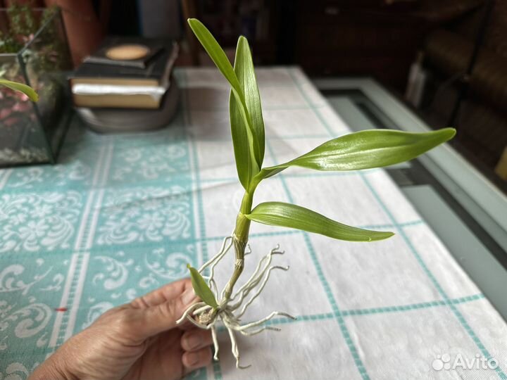 Цветущая Лудизия дисколор, Дендробиум