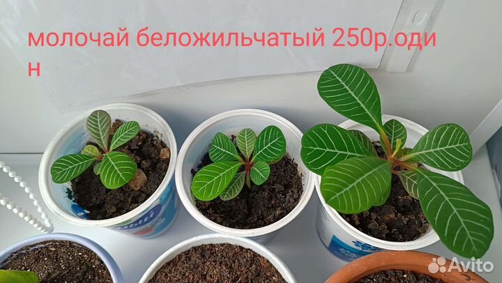 Замиокулькас, разные цветы