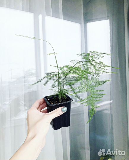 Аспарагус перистый