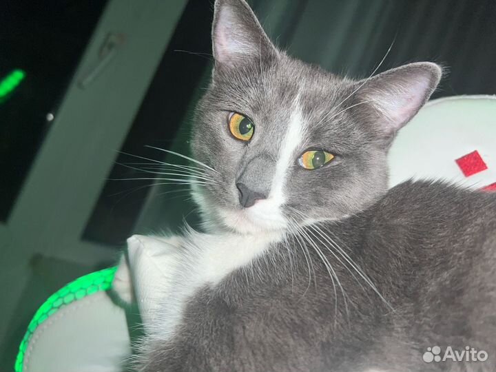 Кот В добрые руки