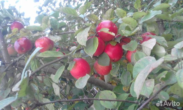 Черенки для прививки и саженцы плодовых деревьев