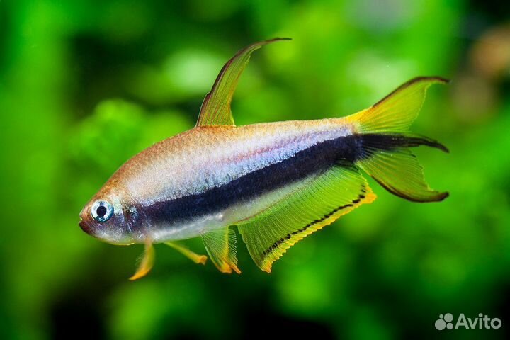 Аквариумные рыбки тетра королевская