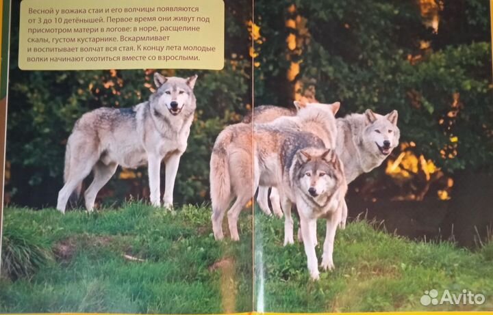 Полная серия 