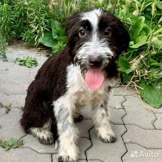 Красавчик щенок