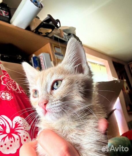 Котик рыжий в добрые руки