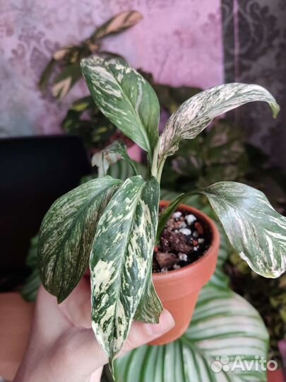 Спатифиллум сенсация вариегатный