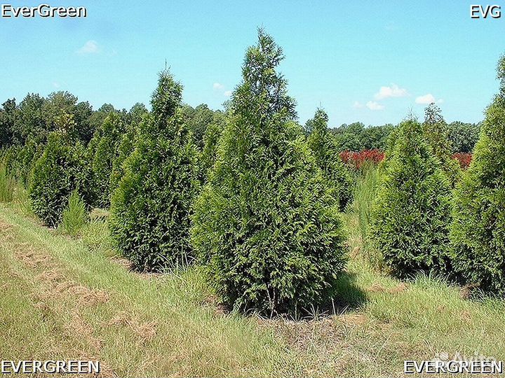 Туи смарагд