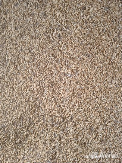 Продадим ячмень