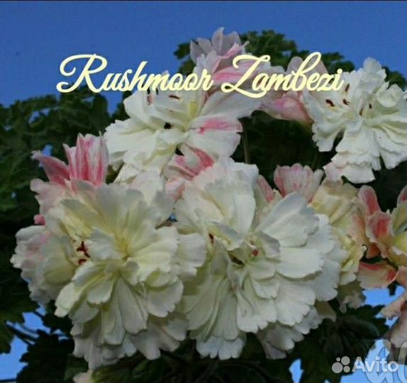 Герань пеларгония