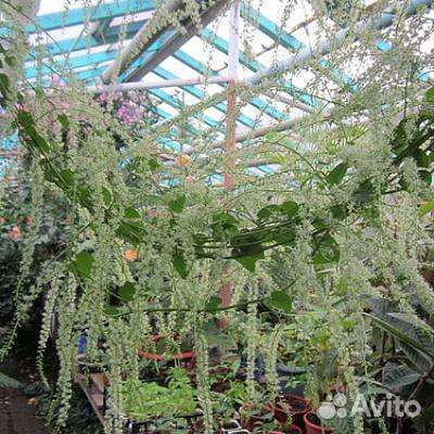 Андрера, экзот