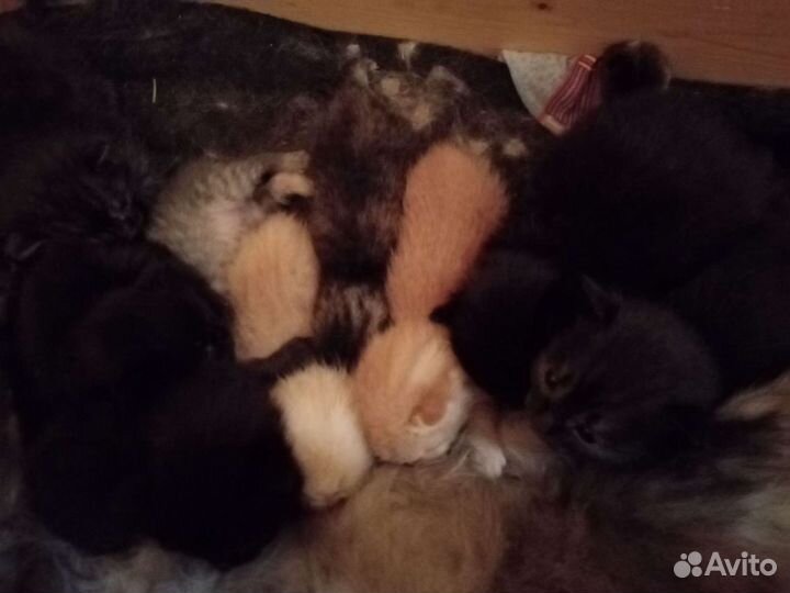 Сибирские котята