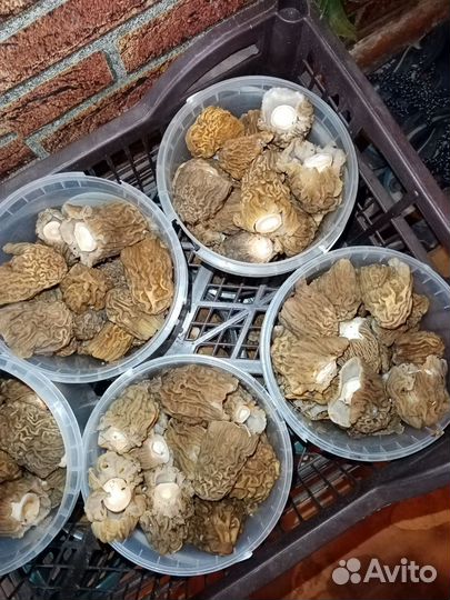 Сморчки свежие грибы